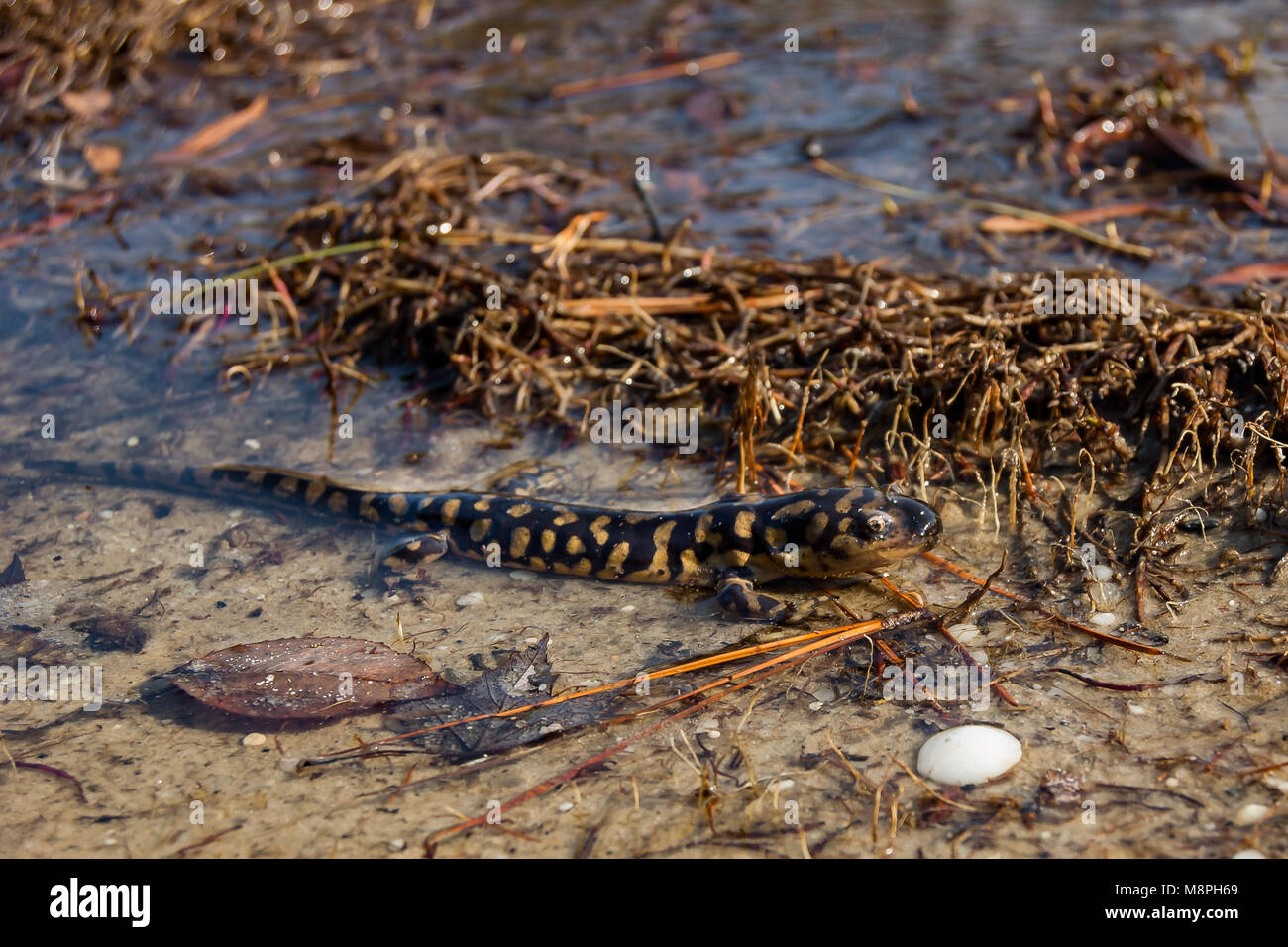 Eastern Tiger Salamander (Ambystoma tigrinum) Foto Stock