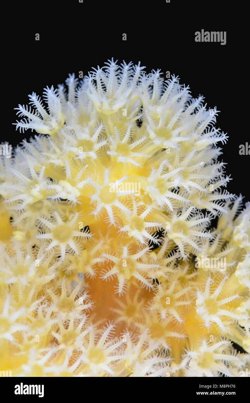 Soft Coral polipi, Stereonephthya sp., Anilao, Batangas, Filippine, Pacific Foto Stock