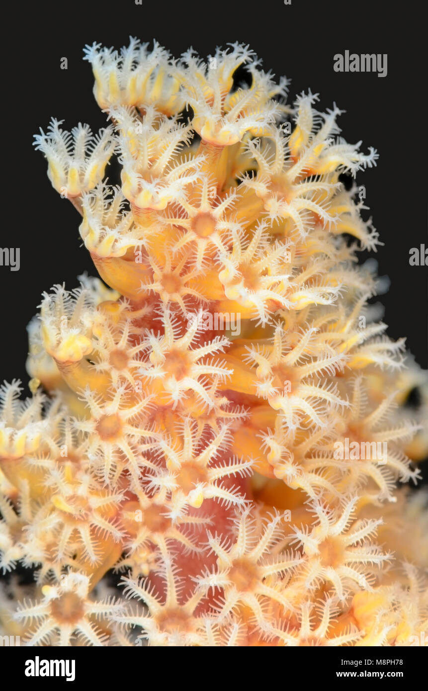 Soft Coral polipi, Stereonephthya sp., Anilao, Batangas, Filippine, Pacific Foto Stock