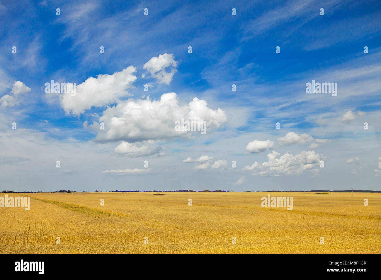 Paesaggio con campo giallo e blu cielo Foto Stock