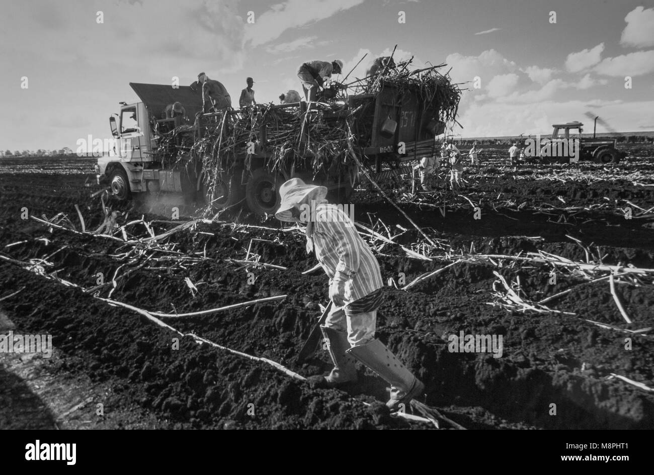 Lavoratori di campo impianto della canna da zucchero in Brasile. La canna è utilizzato per dolcificare bevande analcoliche. Foto Stock