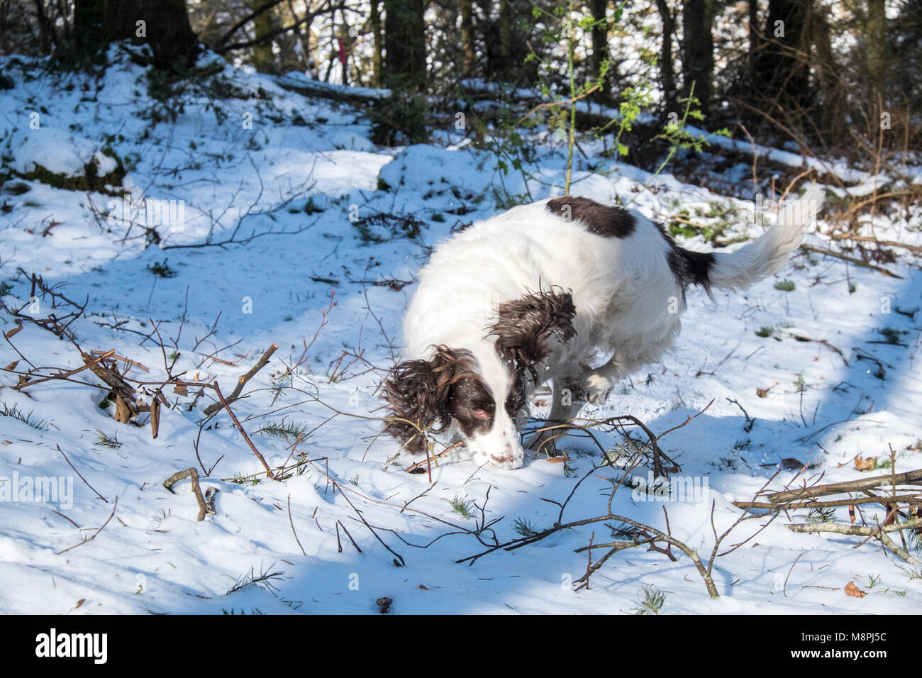 Cane,modello rilasciato,Springer,spaniel,riproduzione,a,i,snow,vicino,forno,Casale,Ceredigion,metà,Wales, Foto Stock