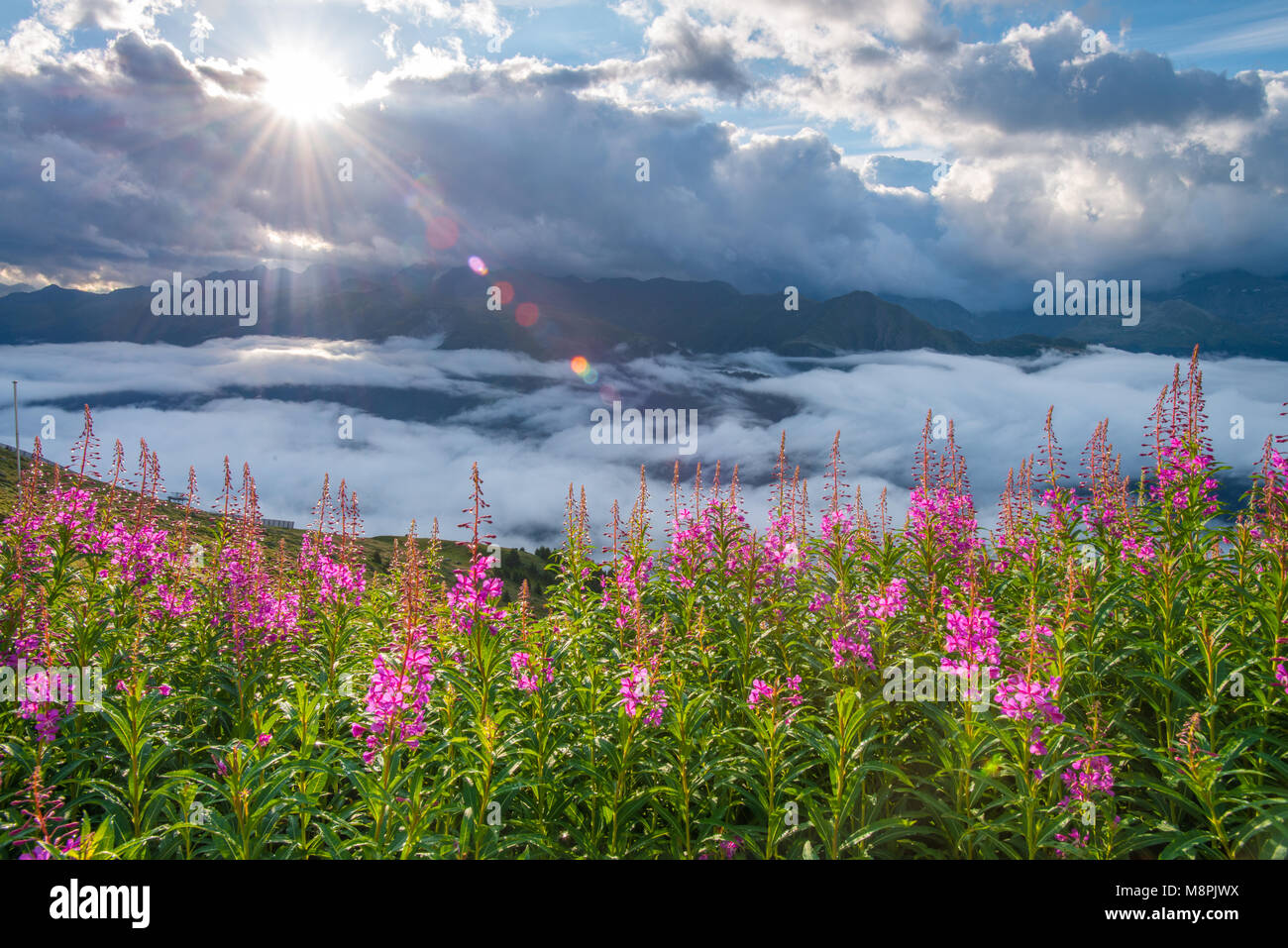 Splendida vista panoramica delle Alpi svizzere da dietro il ghiacciaio di Aletsch. Fireweed fiori, erbosi pascoli di sunrise, montagne innevate e raggi solari. Foto Stock