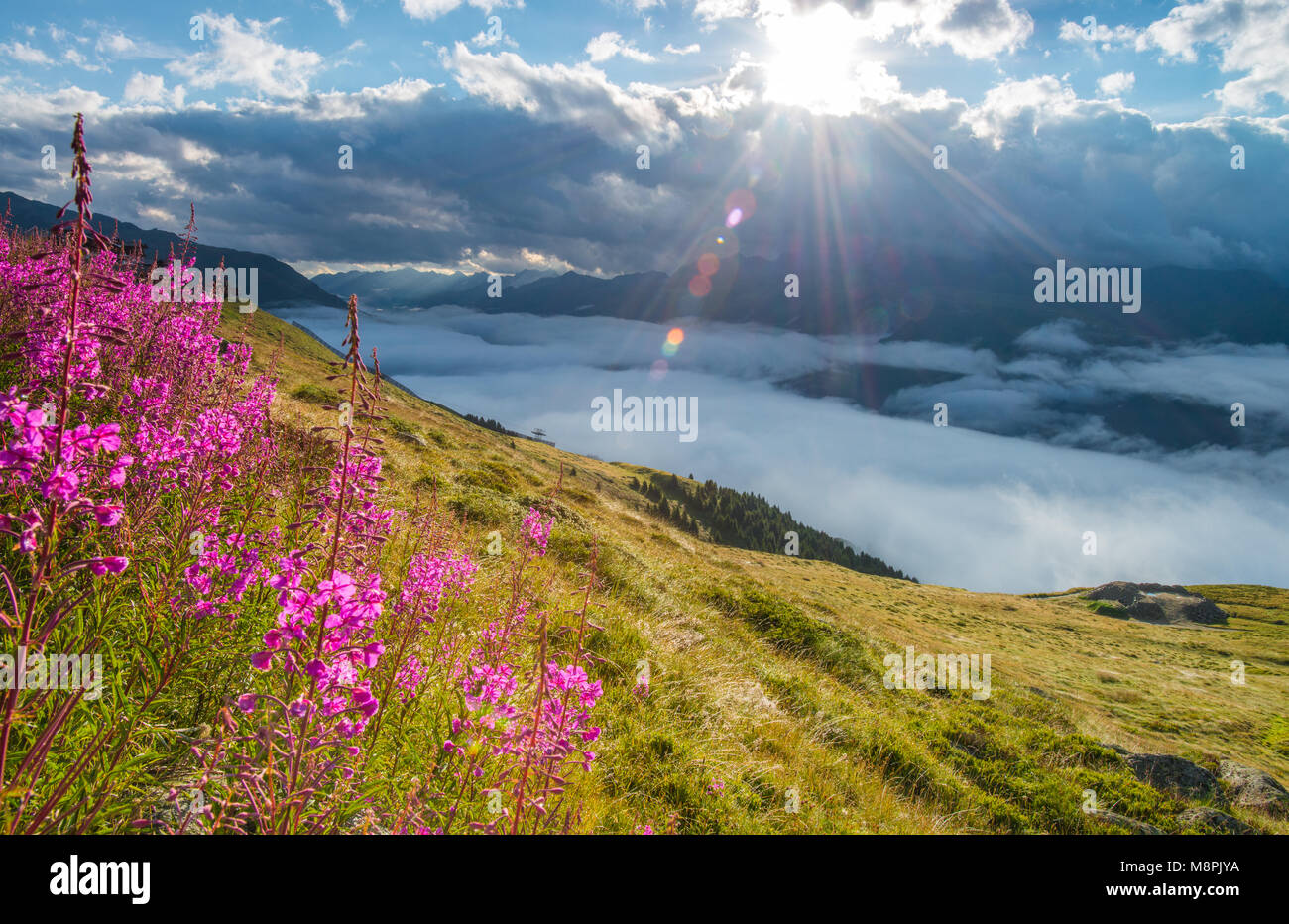 Splendida vista panoramica delle Alpi svizzere da dietro il ghiacciaio di Aletsch. Fireweed fiori, erbosi pascoli di sunrise, montagne innevate e raggi solari. Foto Stock