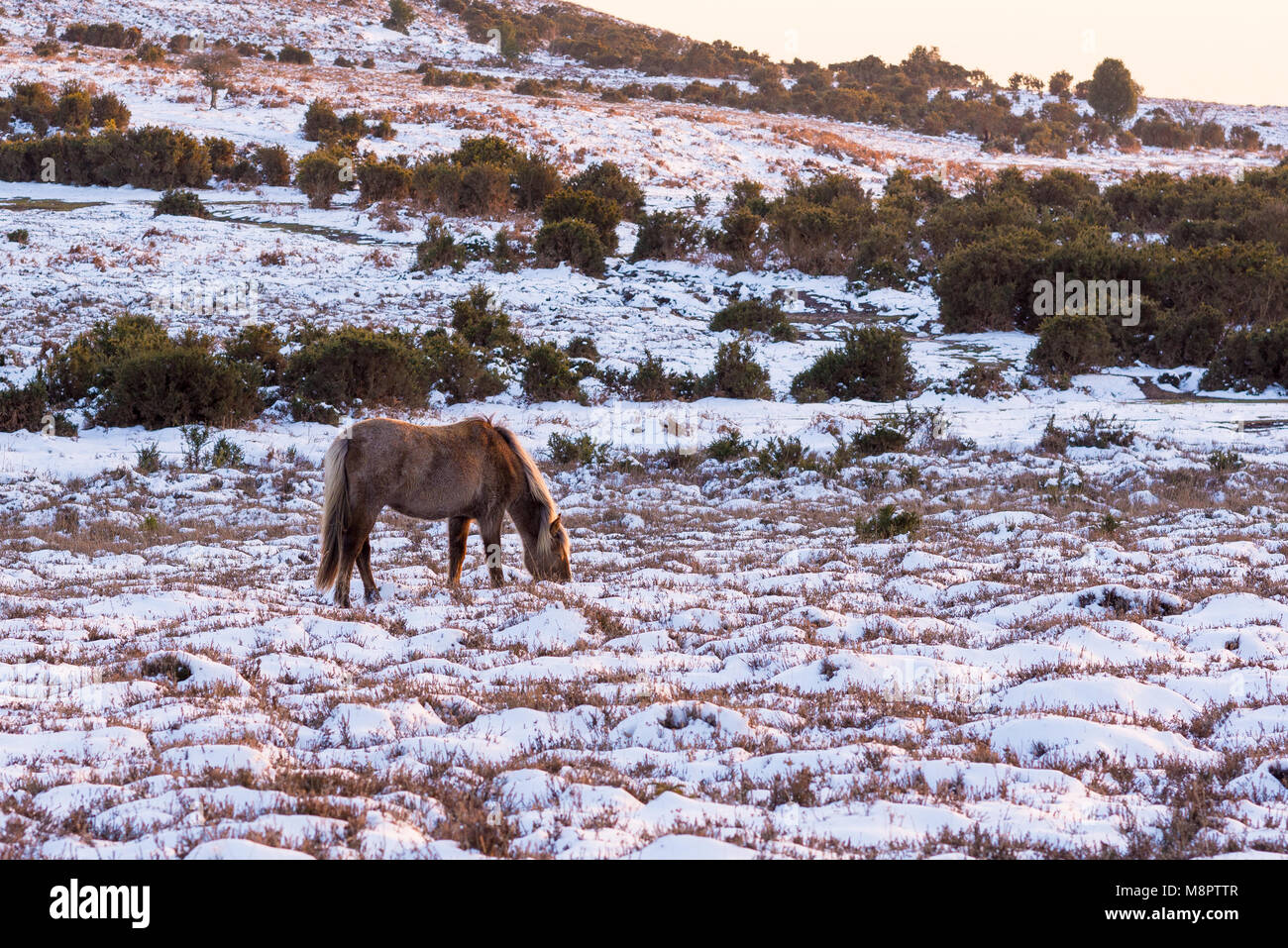 Pony della New Forest che pascolano nella neve dopo 'Bestia dall'Oriente 2' Godshill, Hampshire, Inghilterra, Regno Unito, 19th marzo 2018. Foto Stock