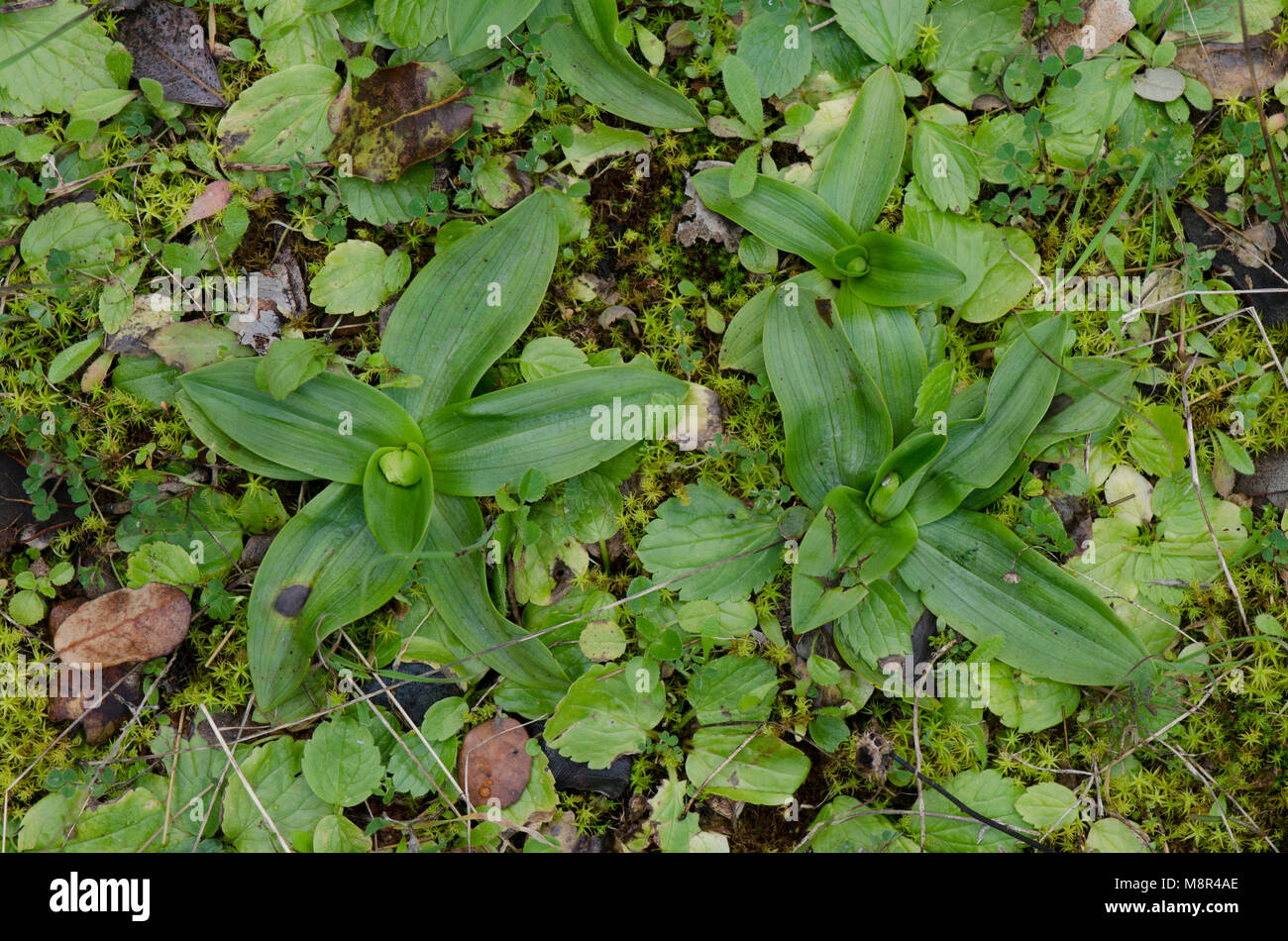 Rosette basali di Ophrys bombyliflora, bumblebee orchid, iniziando a crescere, Andalusia, Spagna. Foto Stock