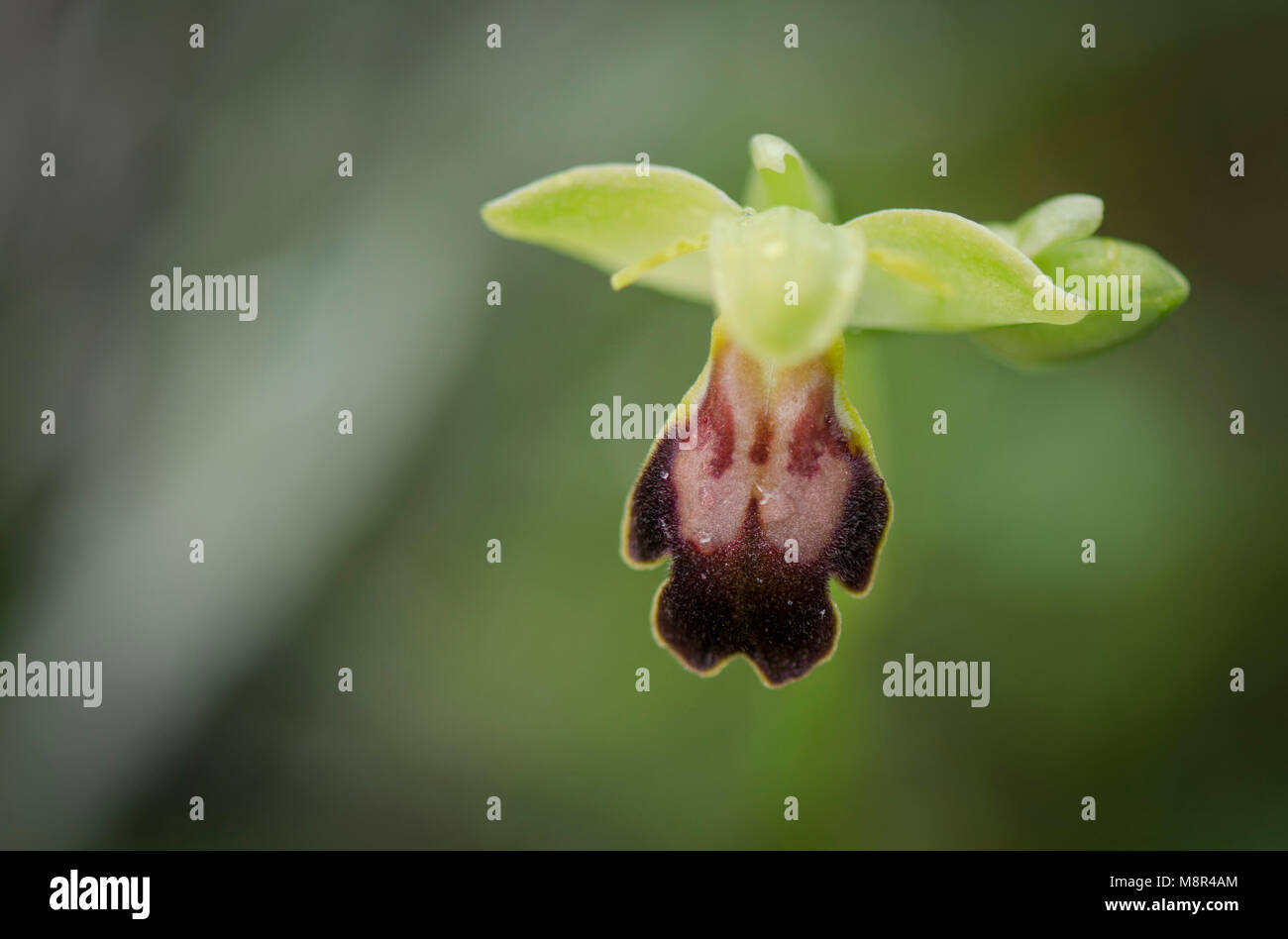 Cupo bee-orchid, dark bee-orchid, Ophrys fusca, orchidee selvatiche, Andalusia, Spagna Foto Stock