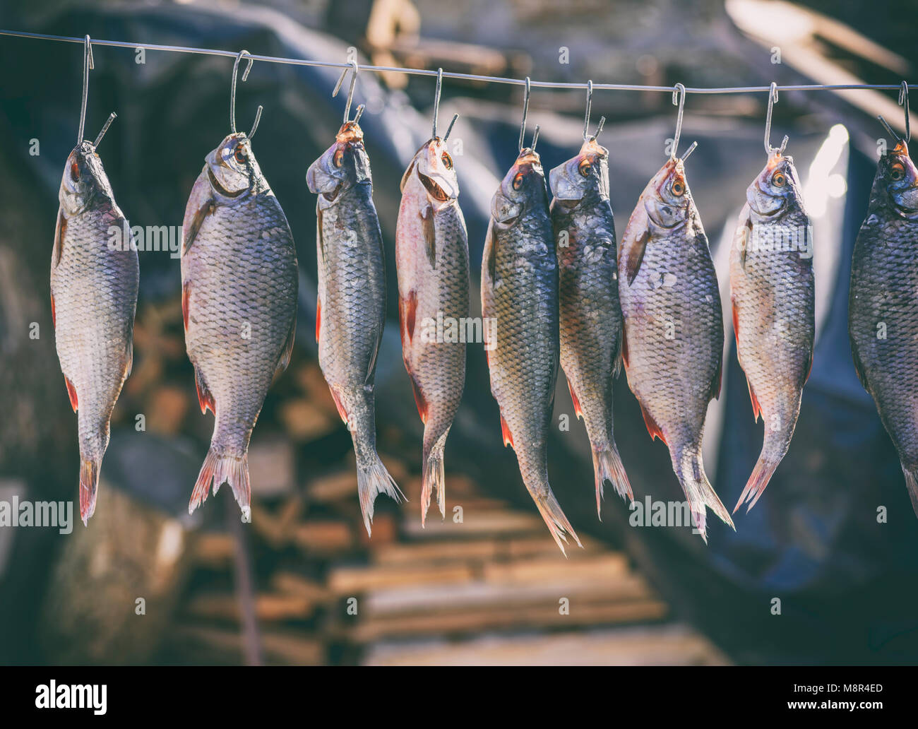Salate pesci di fiume appeso a ganci metallici ed essiccato all'aria aperta, tonificazione vintage Foto Stock