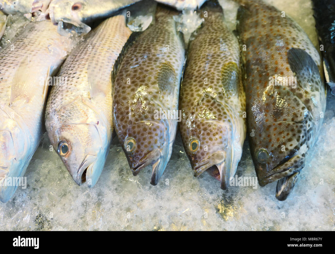 Fresh cernie, lutiani su ghiaccio Foto Stock