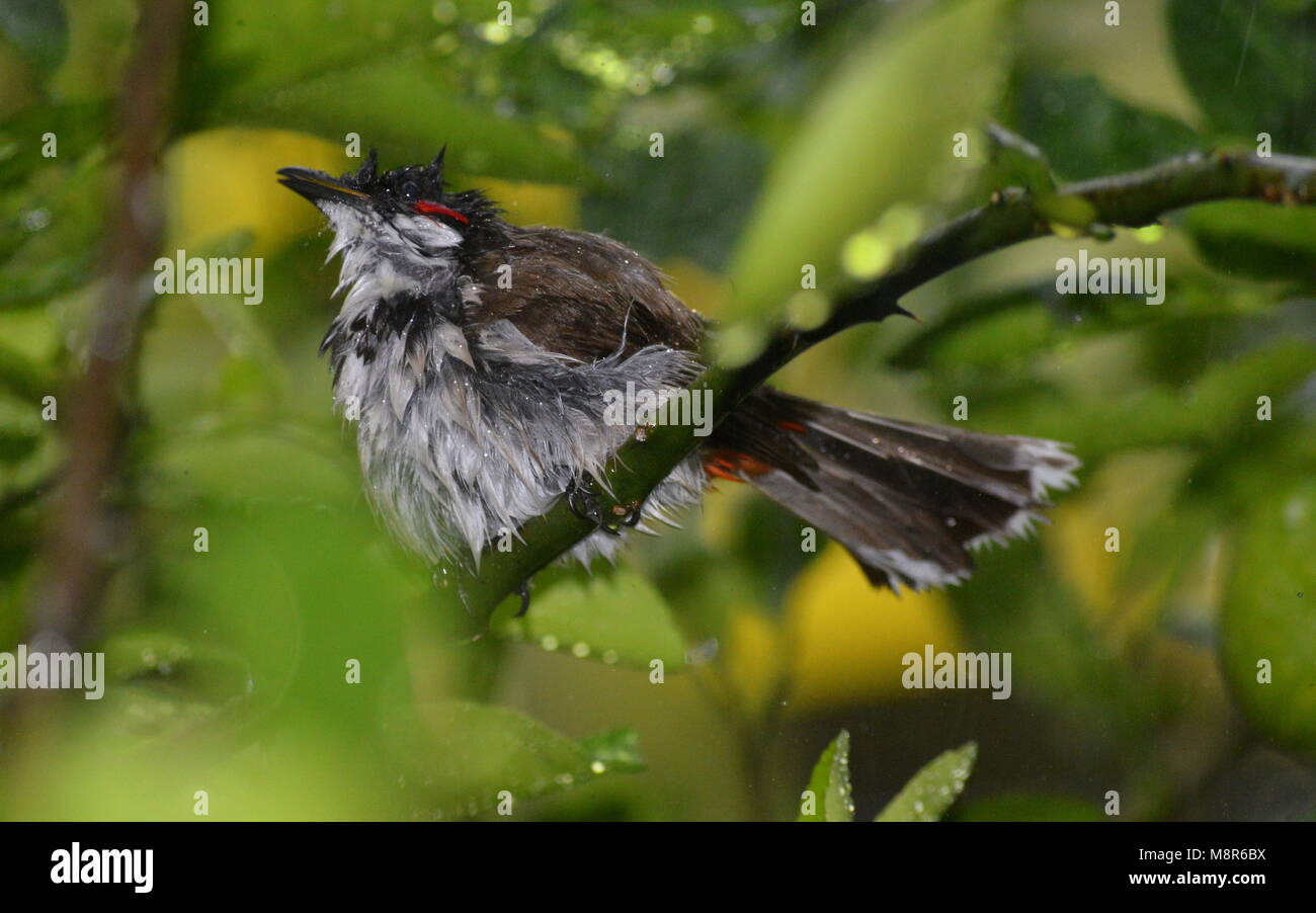 L'uccello è godendo della allegro mattutina pioggia in autunno , catturato perfettamente in quel momento Foto Stock
