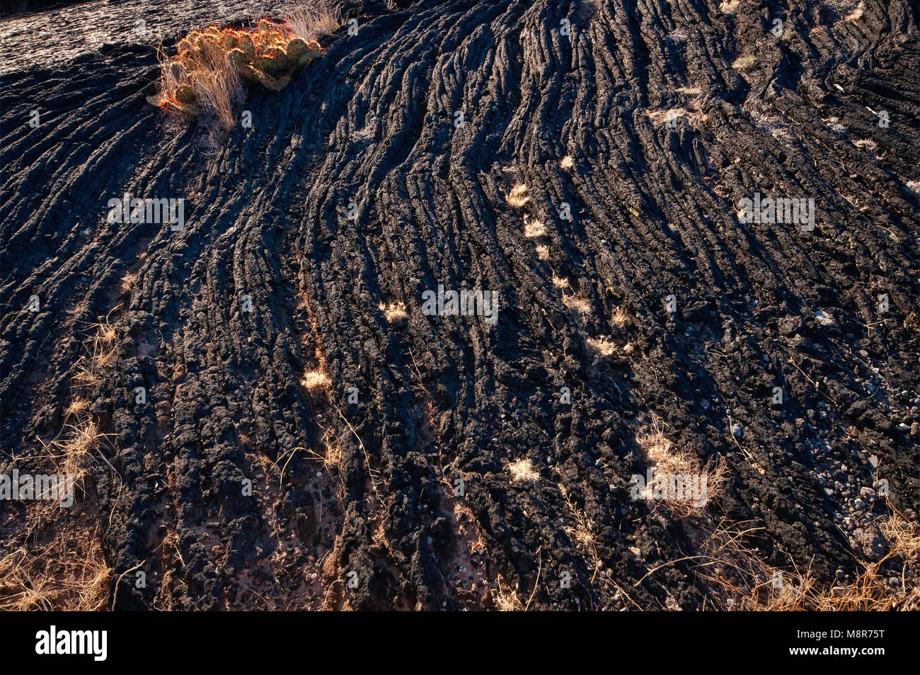 Lava pahoehoe campo, Carrizozo Malpais flusso di lava a valle degli incendi, bacino Tularosa vicino Carrizozo, Nuovo Messico, STATI UNITI D'AMERICA Foto Stock