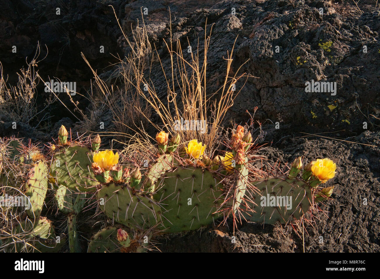 Ficodindia cactus in fiore a campo di lava, Carrizozo Malpais flusso di lava in Valle di incendi, bacino Tularosa vicino Carrizozo, Nuovo Messico, STATI UNITI D'AMERICA Foto Stock