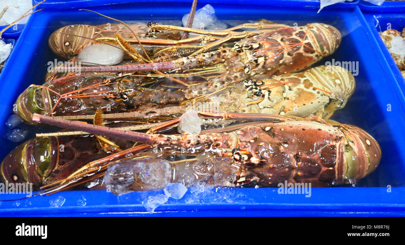 Pescatore di aragosta fotografia edoriale. Immagine di controllo Pescatore di aragosta fotografia edoriale. Immagine di controllo