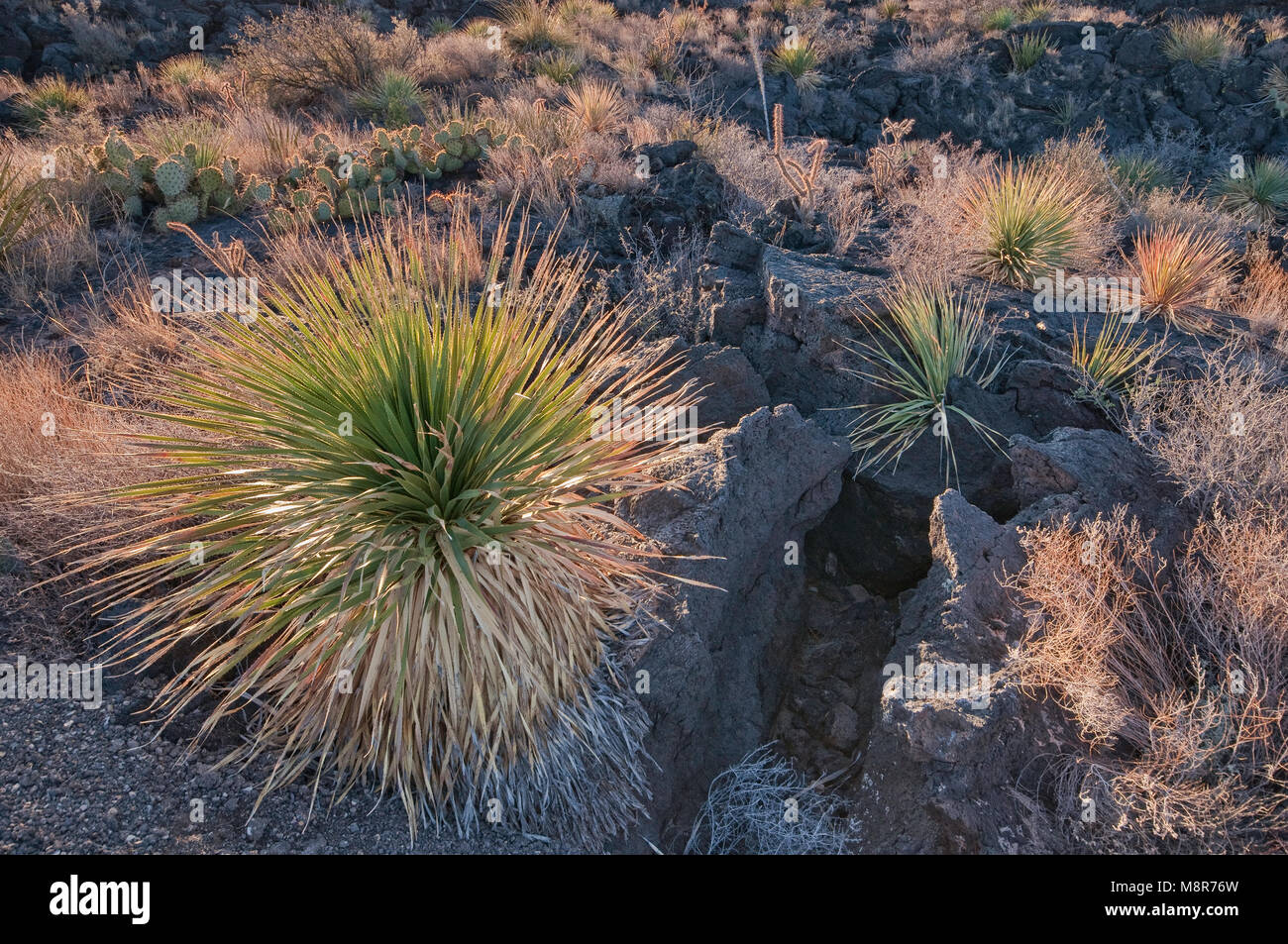 Sotol (deserto cucchiaio) nel campo di lava, Carrizozo Malpais flusso di lava a valle degli incendi, bacino Tularosa vicino Carrizozo, Nuovo Messico, STATI UNITI D'AMERICA Foto Stock