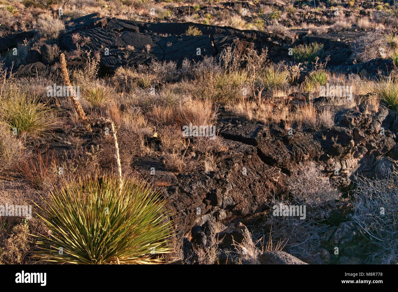 Sotol (deserto cucchiaio) cresce in lava pahoehoe campo, Carrizozo Malpais flusso di lava a valle degli incendi, bacino Tularosa vicino Carrizozo, Nuovo Messico, STATI UNITI D'AMERICA Foto Stock