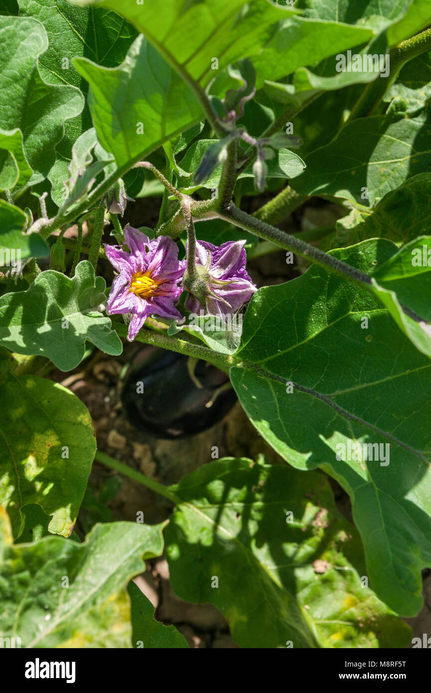 Aubergine fiore nel giardino vegetale Foto Stock