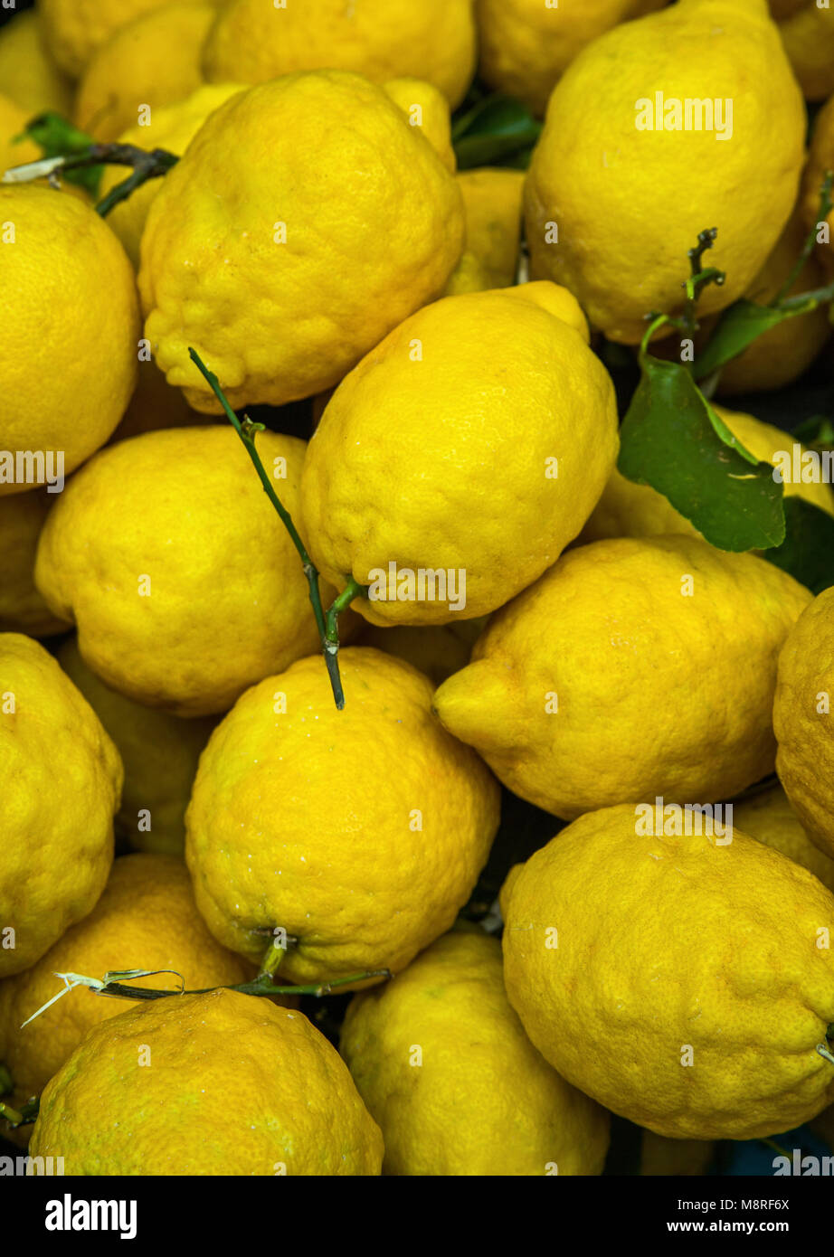 Raccolto di limoni Foto Stock