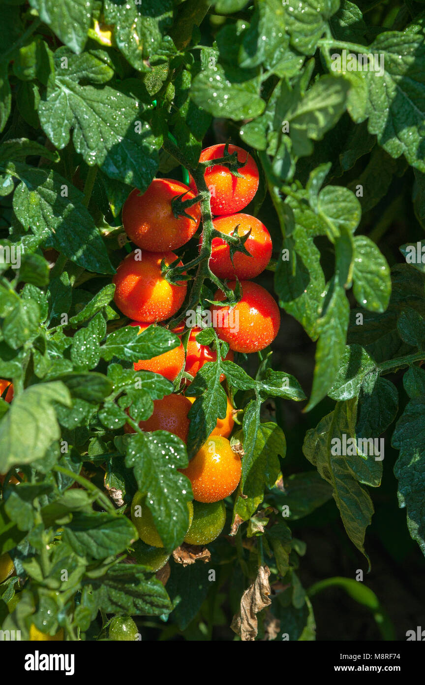 Pianta di pomodoro Pachino con frutta matura, in giardino biologico, illuminata dal sole estivo. Abruzzo, Italia, Europa Foto Stock