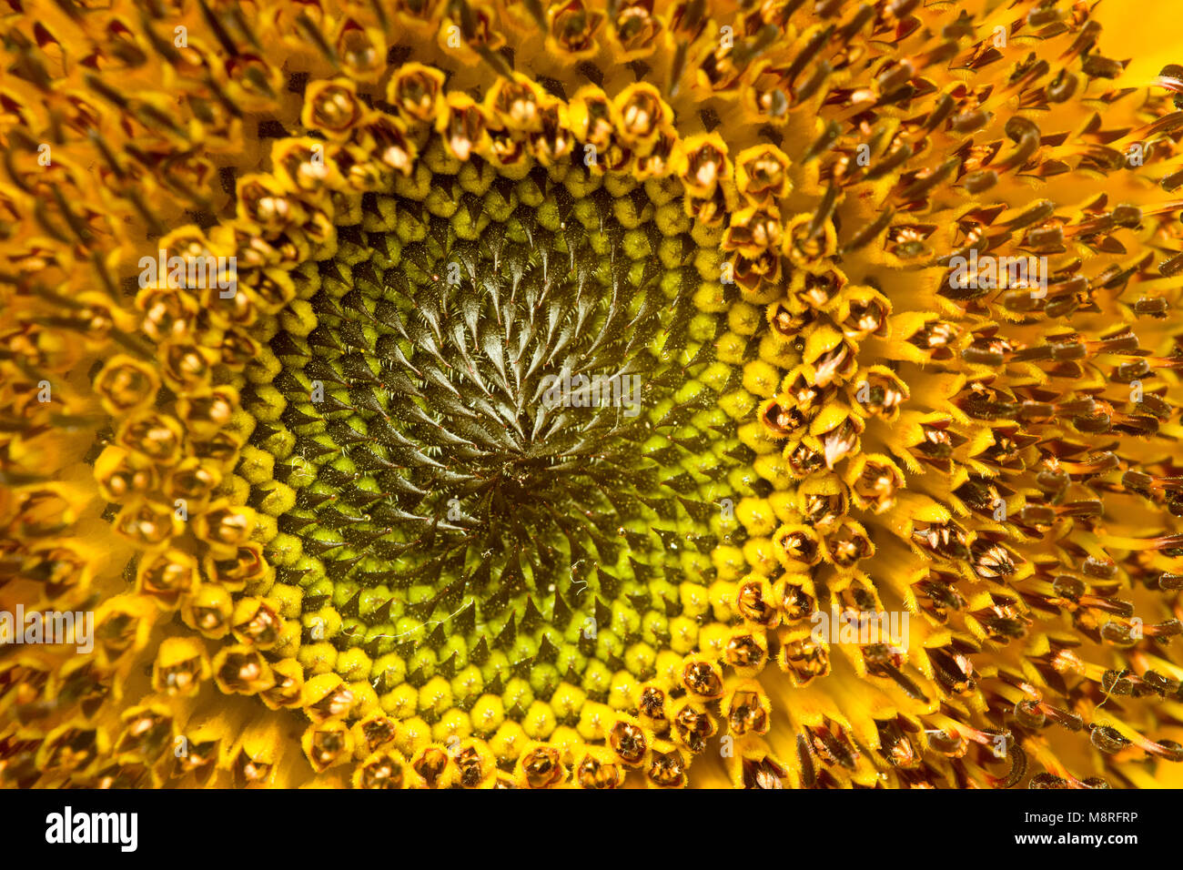 Close-up dei semi di girasole Foto Stock