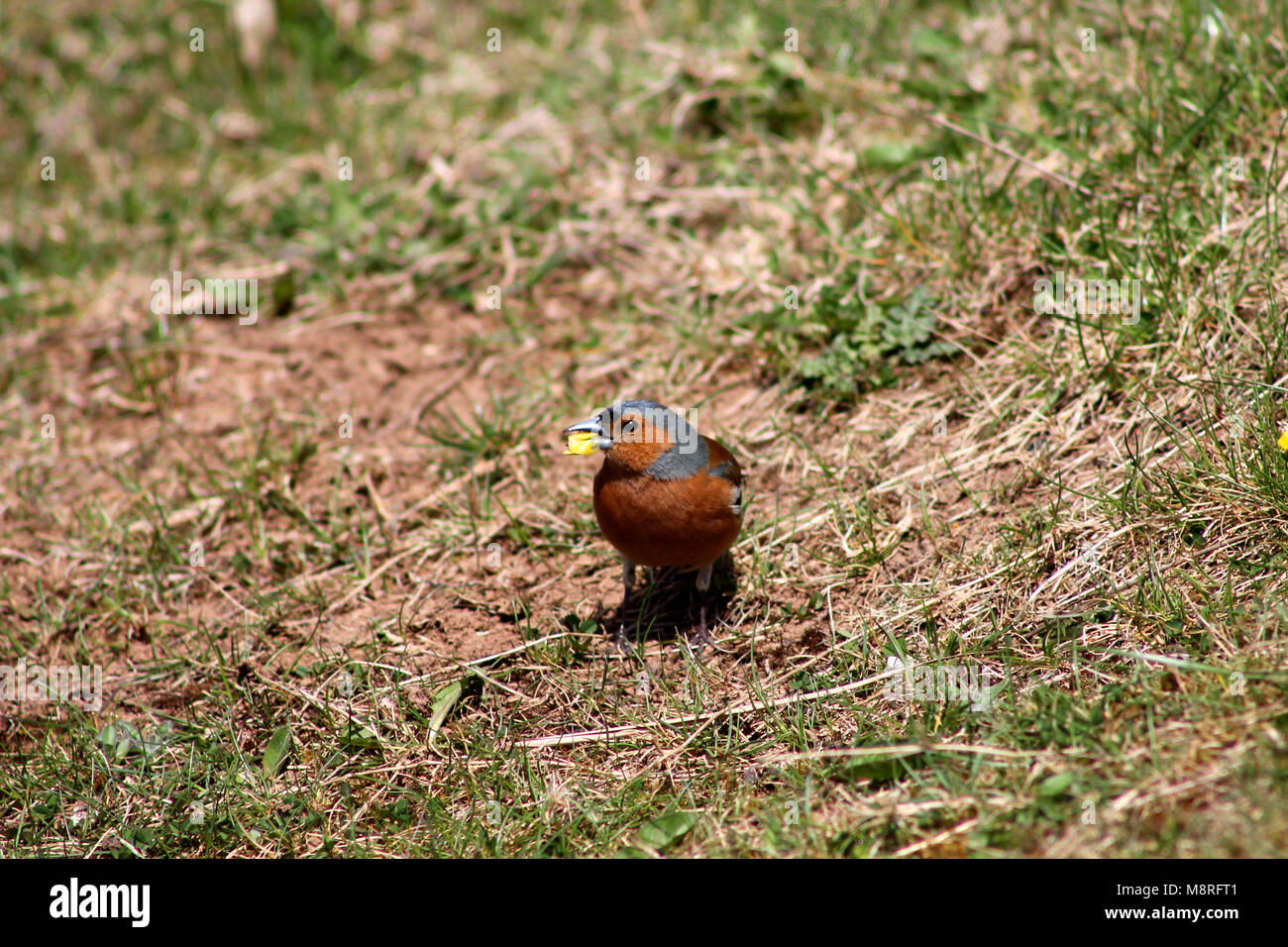 Maschio di fringuello ( Fringilla coelebs) alimentazione sul mais dolce del kernel in estate il sole Foto Stock