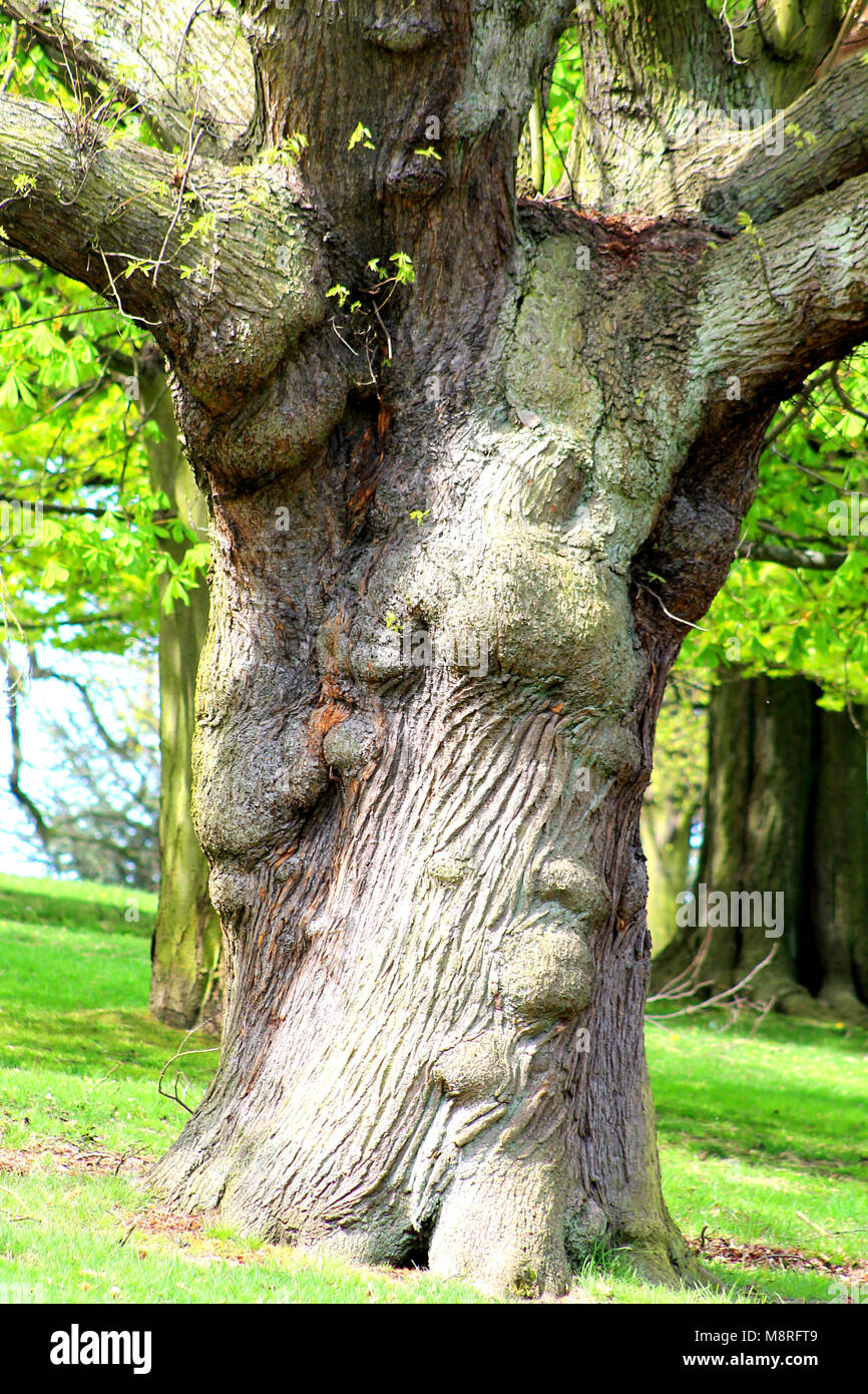 Nodose vecchia quercia (Quercus robur) tronco nel sole di primavera. Parco Woolaton, Nottingham, Inghilterra. Foto Stock