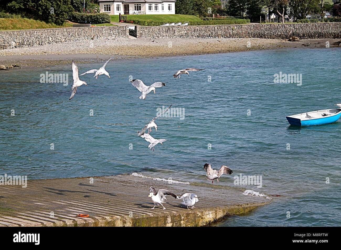 Gabbiani squabling su scarti di cibo gettato su di una sorta di scivolo costiere,castletownshend,West Cork, Irlanda Foto Stock
