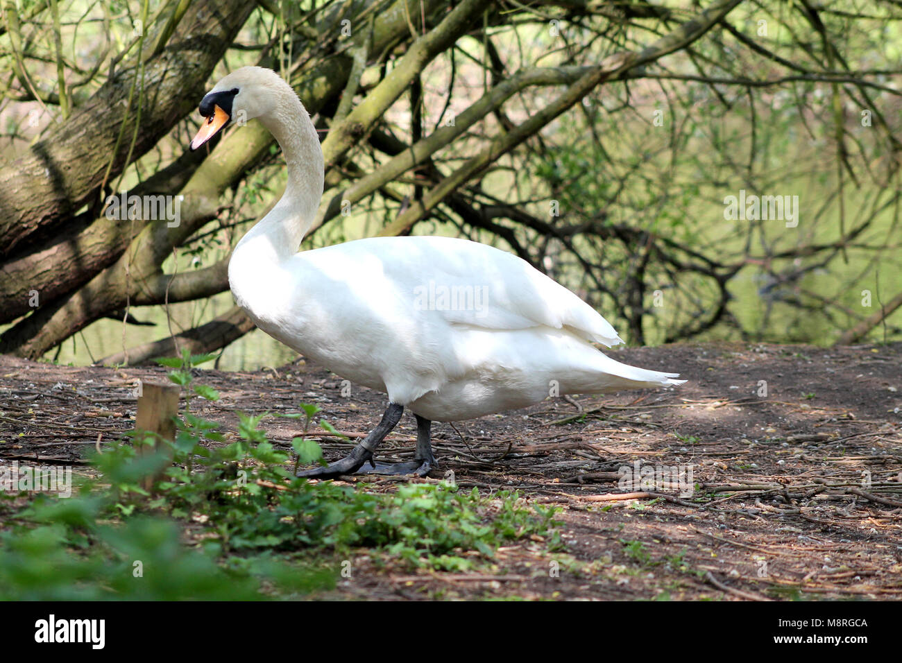 Cob cigno (Cygnus olor) sotto l'ombra di una struttura a trento riva del fiume.Nottinghamshire, Inghilterra Foto Stock