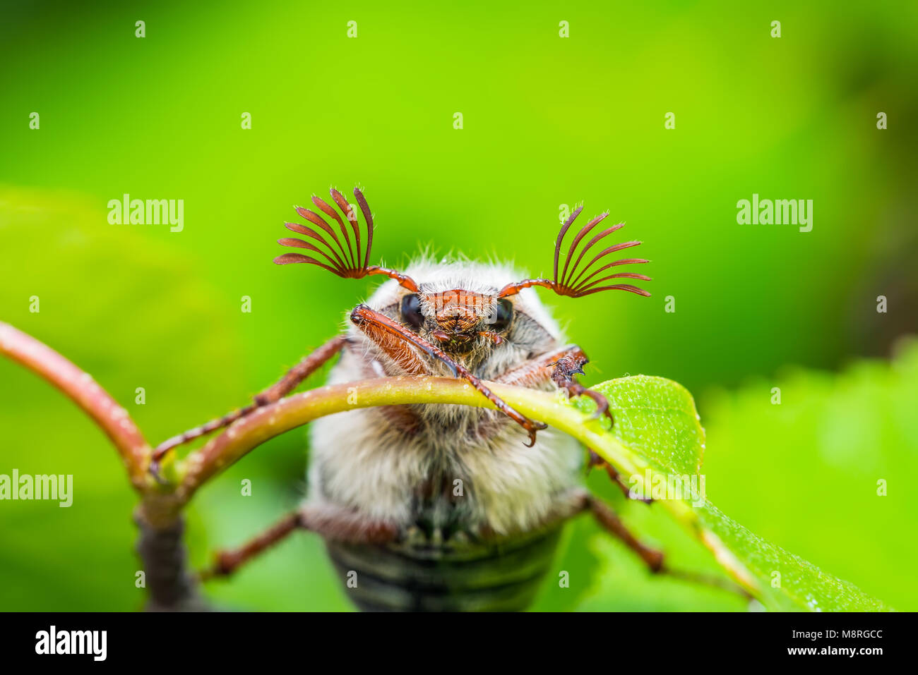 Cockchafer Melolontha può Beetle Bug Macro di insetti Foto Stock
