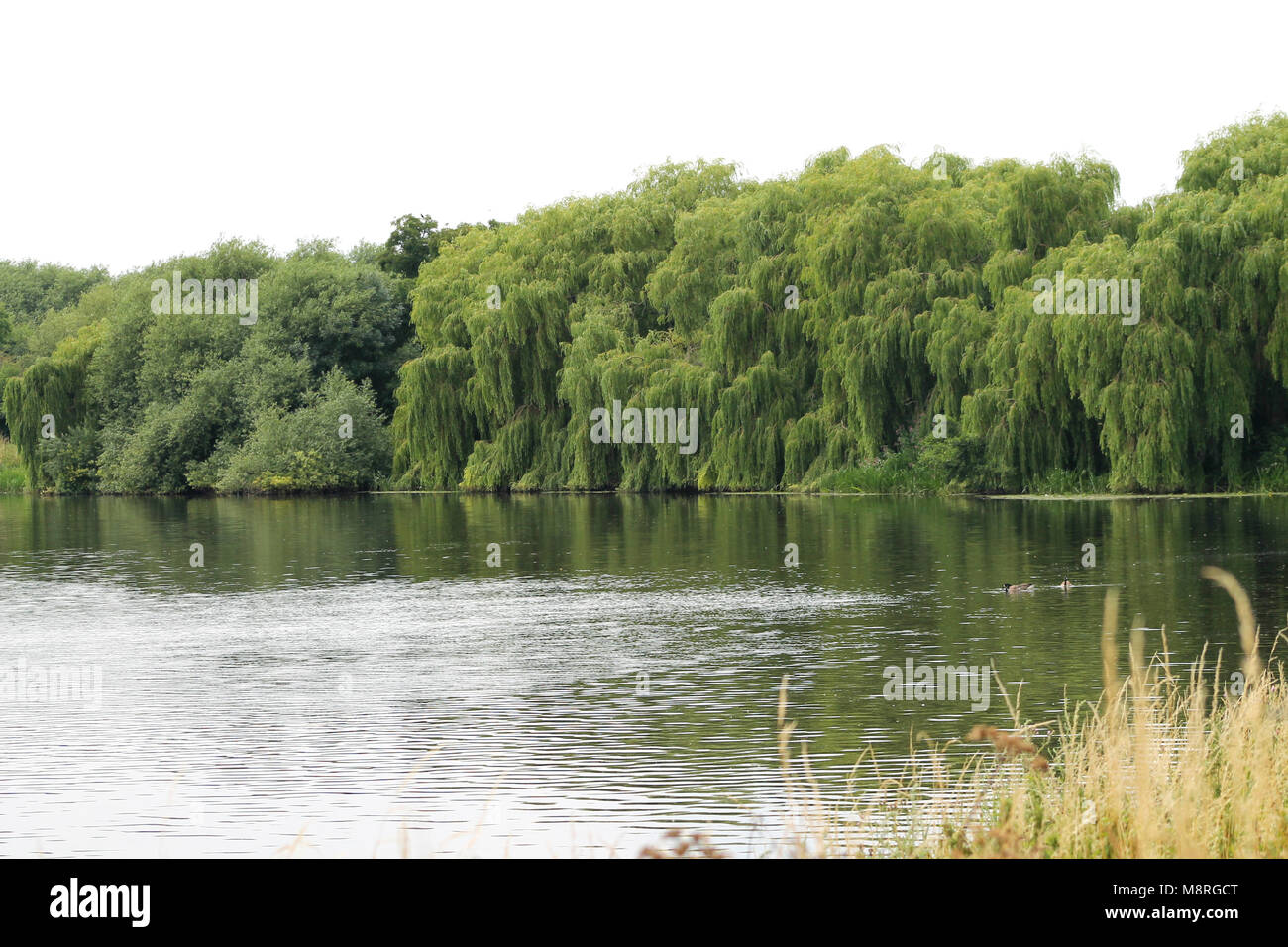 Enormi salici piangenti (Salix) appesi in una curva sul fiume trent, Inghilterra. Foto Stock