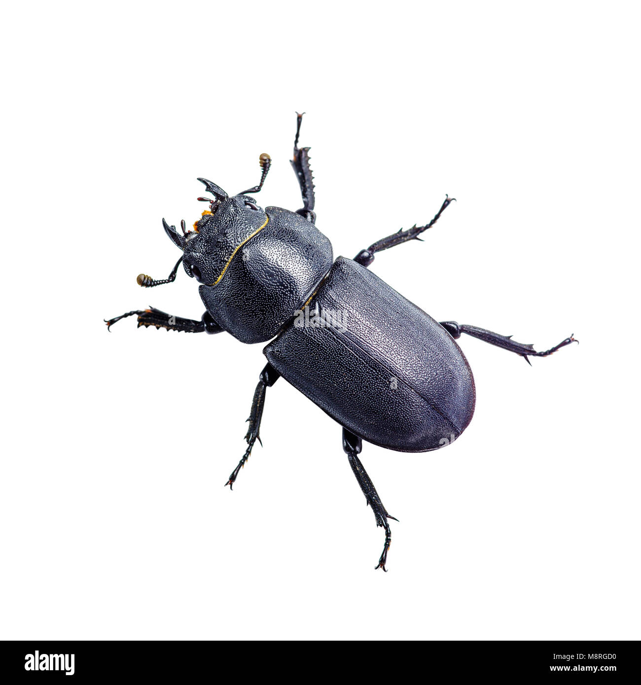 Dark Blue Beetle insetto isolato su bianco Foto Stock