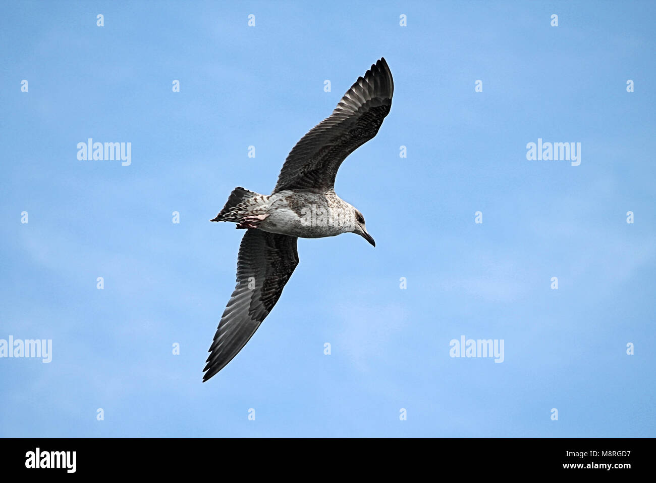 Aringhe giovani gabbiano (Larus argentatus) scivolare attraverso un cielo blu chiaro. Foto Stock