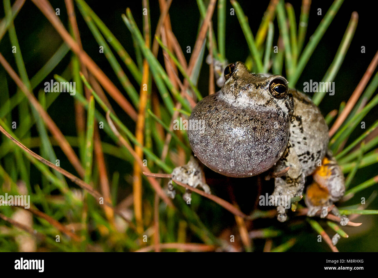 Grigio Raganella (Hyla versicolor) Foto Stock