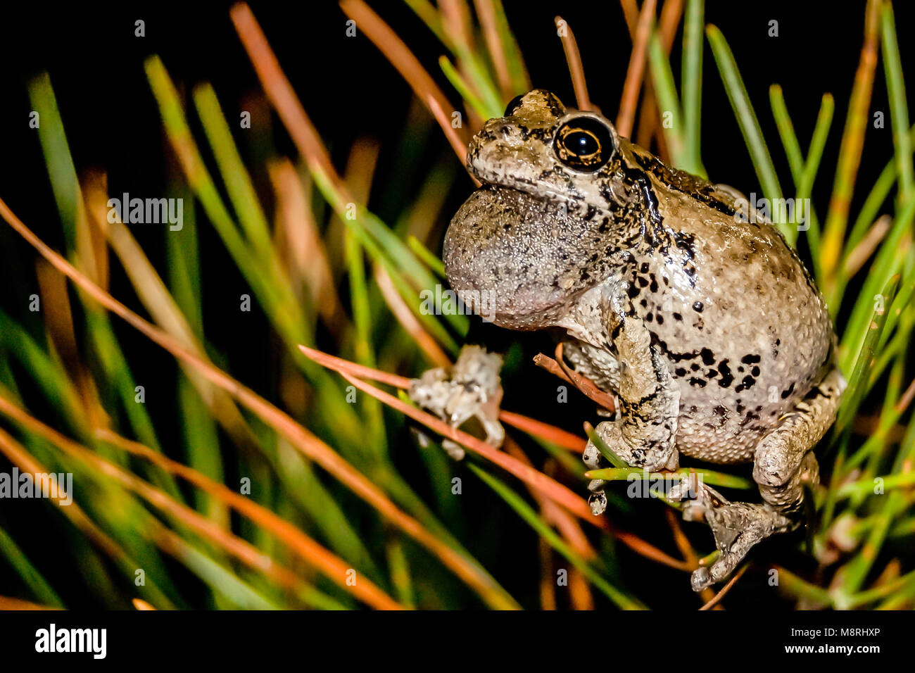 Grigio Raganella (Hyla versicolor) Foto Stock
