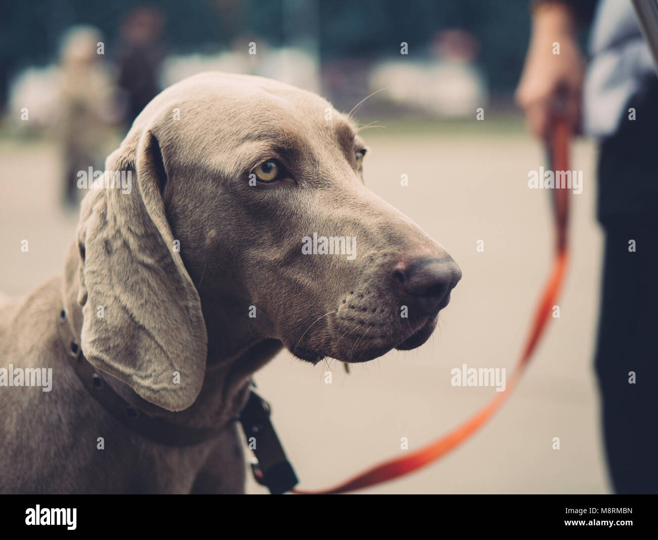 Il ritratto di razza di cani Weimaraner close-up all'aria aperta Foto Stock