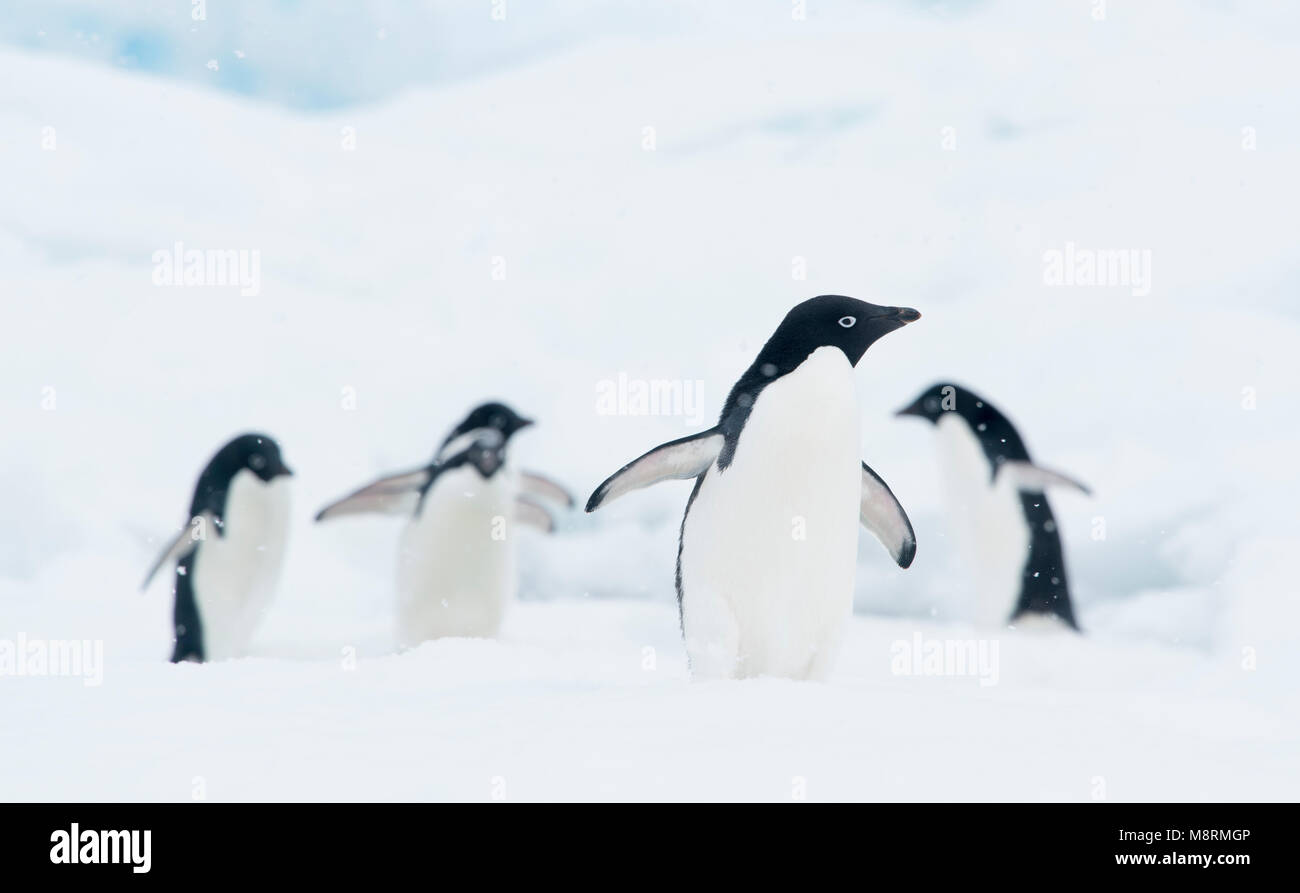 Un gruppo di pinguini Adelie a piedi lungo la punta di un iceberg in Antartide. Foto Stock