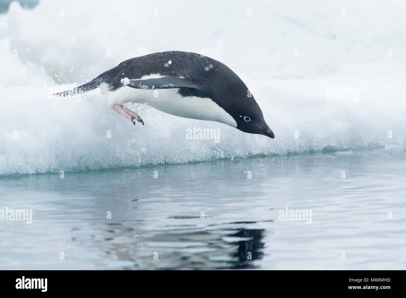 Un Adelie penguin si tuffa nell'oceano dalla punta di un iceberg, come la neve cade in Antartide. Foto Stock