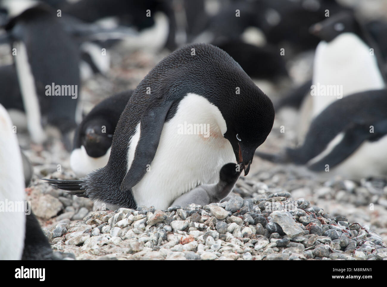 Un pinguino Adelie alimenta la sua penguin chick presso la colonia di pinguini su Brown Bluff, Antartide. Foto Stock