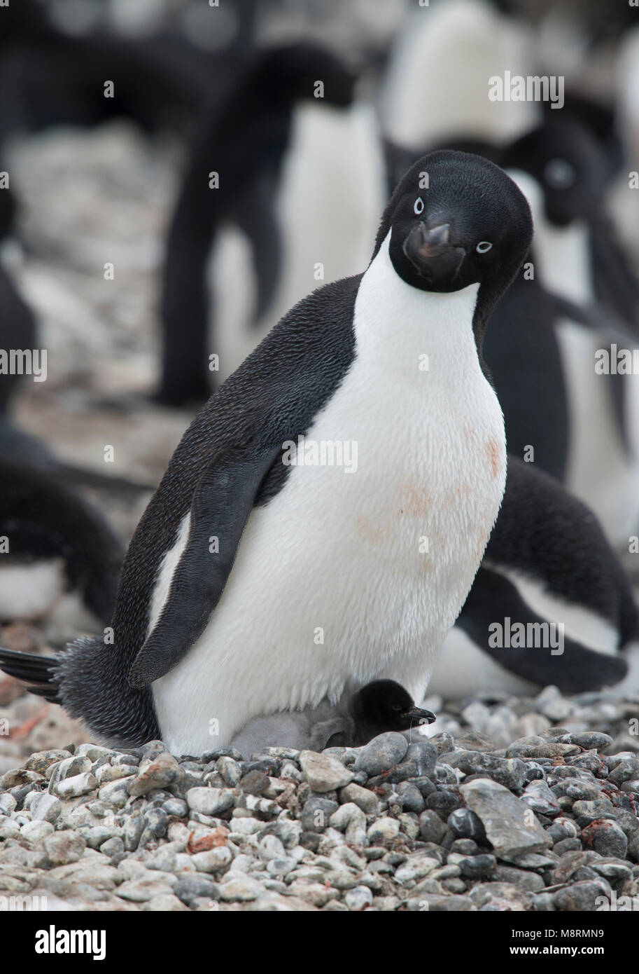 Un Adelie penguin chick e la sua controllante poggiano su un nido presso la Brown Bluff colonia, l'Antartide. Foto Stock