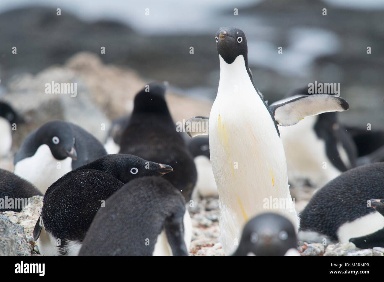 Un Adelie penguin passeggiate tra gli altri pinguini di nesting a colonia su Brown Bluff, Antartide. Foto Stock