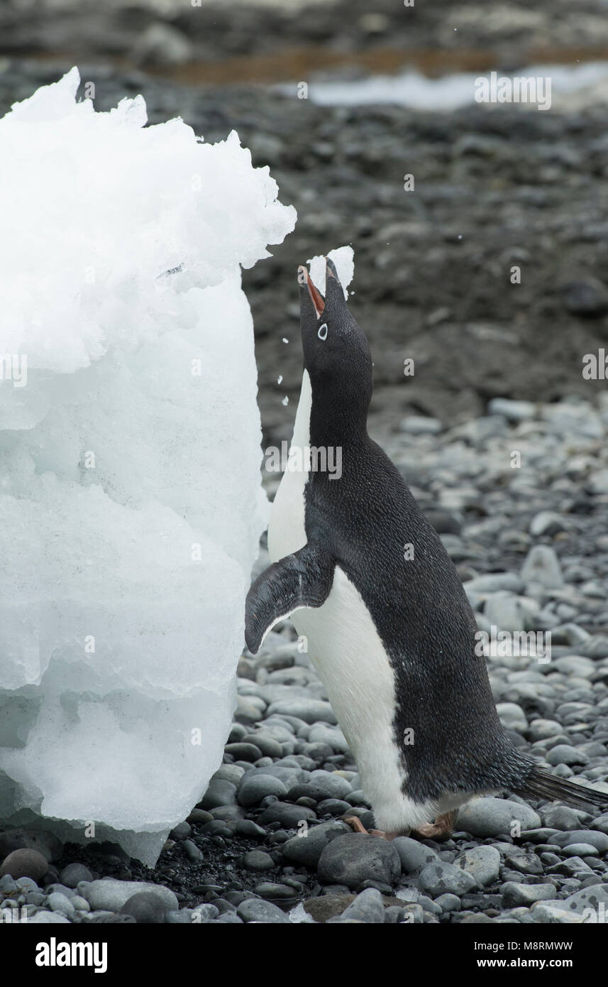 Un Adelie penguin mangia ghiaccio a Brown Bluff, Antartide. Foto Stock