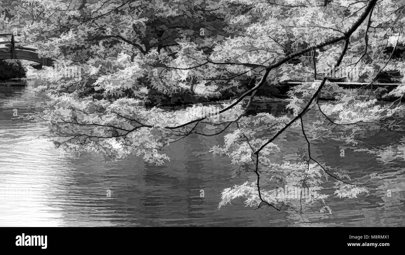 Giapponese acero in autunno in bianco e nero. Foto Stock