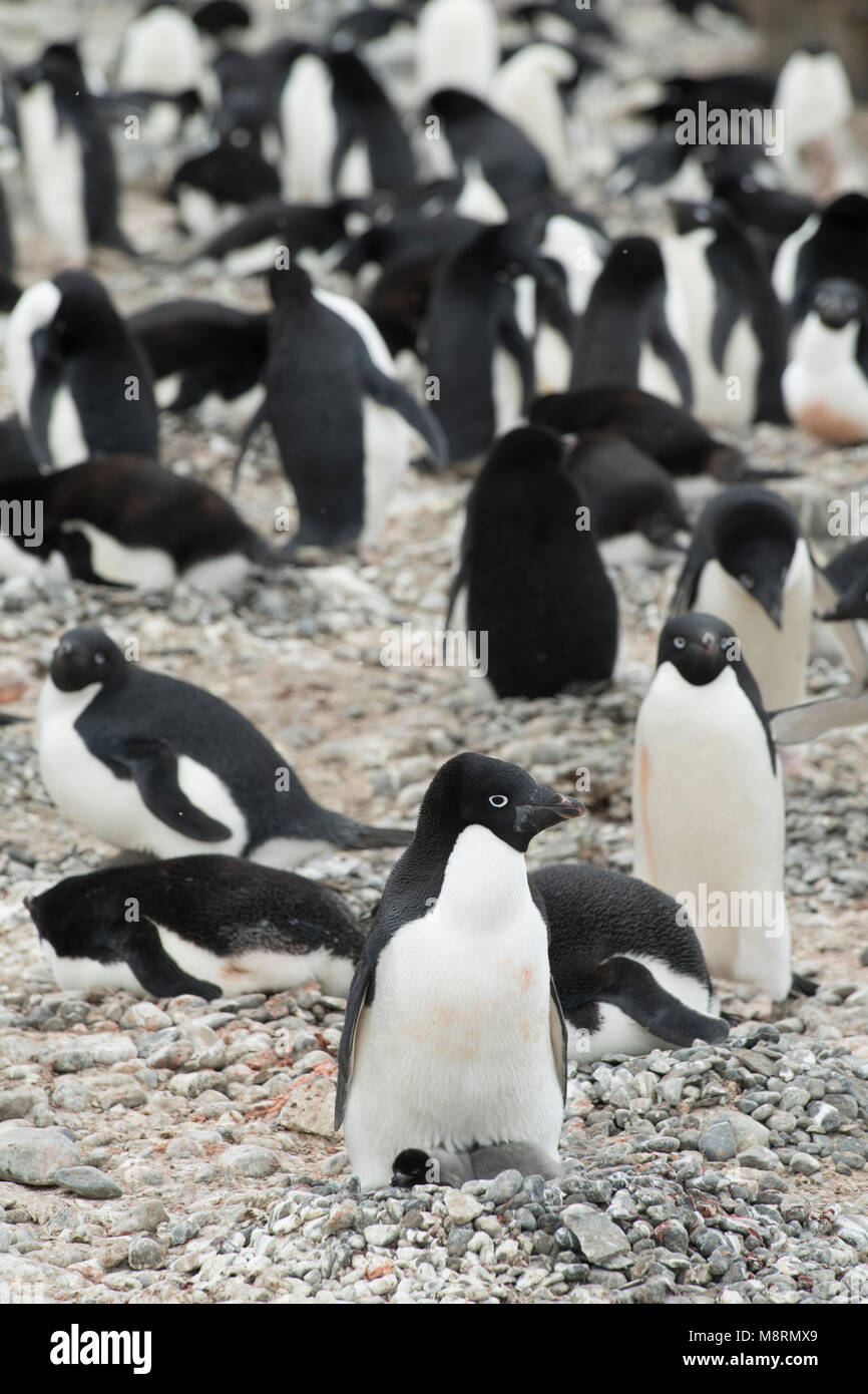 Adelie colonia di pinguini a Brown Bluff, Antartide. Foto Stock