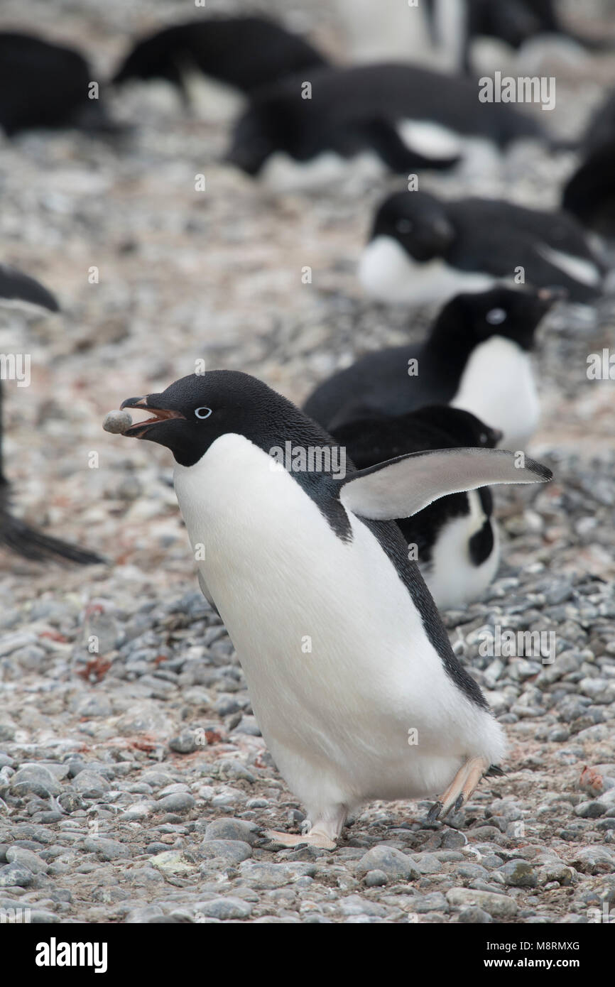 Un Adelie penguin purifica i sassi per costruire il suo nido a Brown Bluff, Antartide. Foto Stock