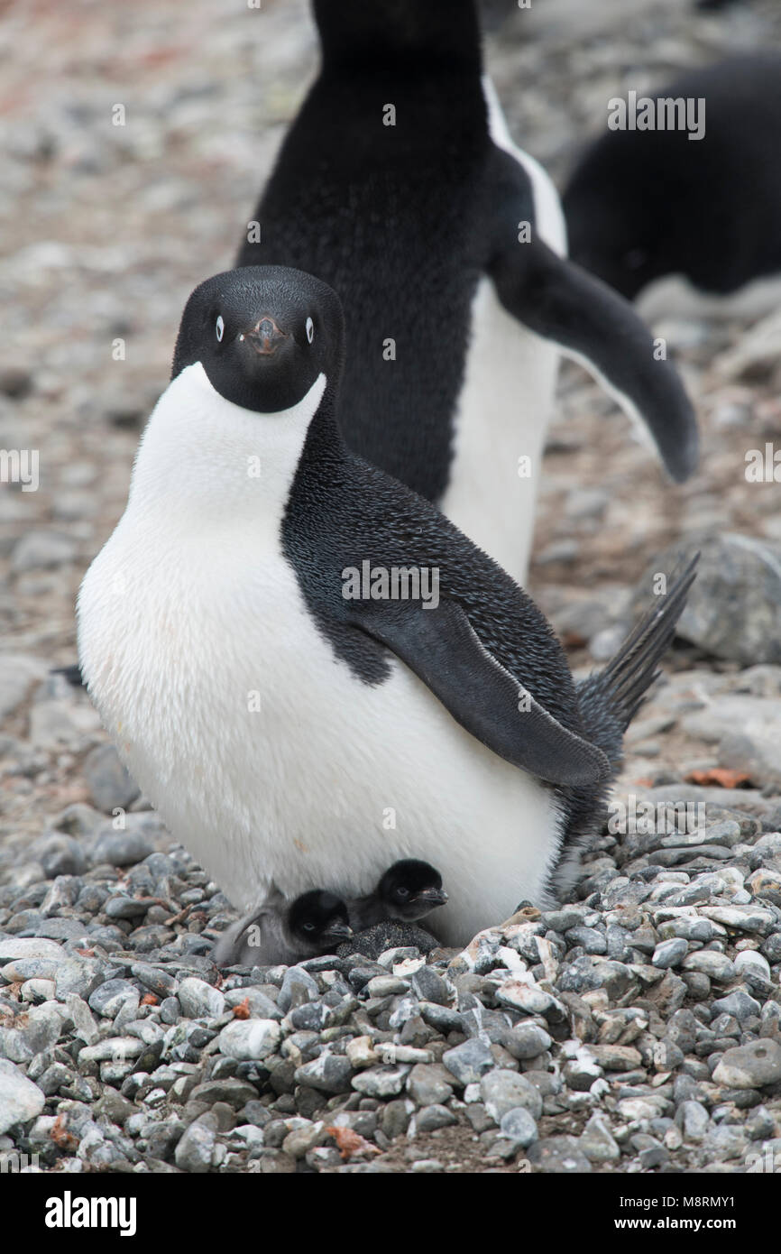 Un Adelie penguin adulto e i suoi 2 pulcini di pinguino in una colonia a Bluff, Antartide. Foto Stock