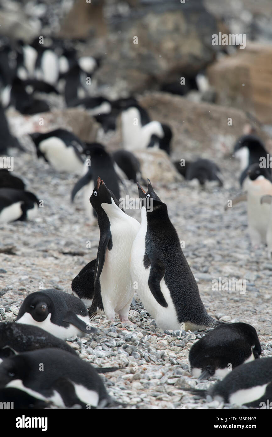 Adelie colonia di pinguini a Brown Bluff, Antartide. Foto Stock