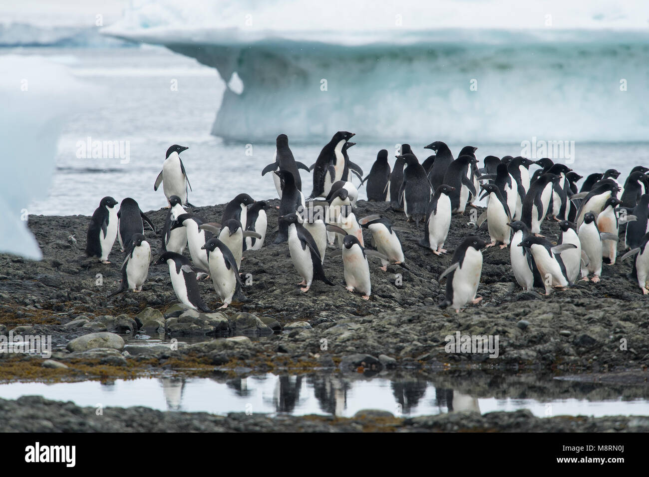 Gruppi di Adelie Pinguini camminare lungo il litorale a Brown Bluff, Antartide. Foto Stock