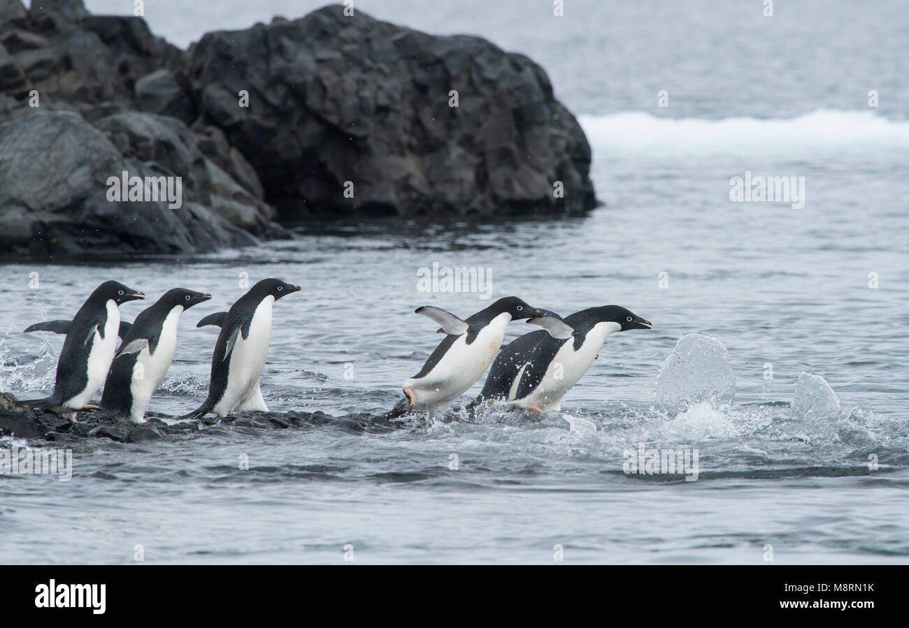 Un gruppo di pinguini Adelie saltare nell'oceano a Brown Bluff, Antartide. Foto Stock