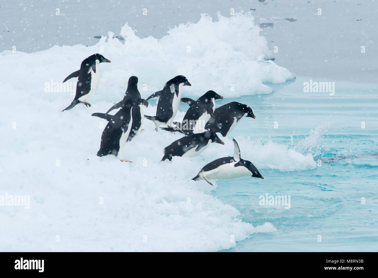 Un gruppo di pinguini Adelie immergersi nell'oceano da un iceberg in Antartide. Foto Stock