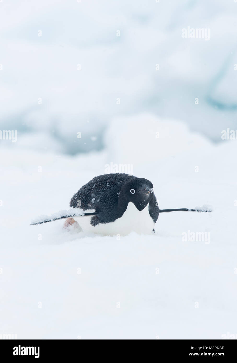 La neve cade sulla parte superiore di un'Adelie penguin come esso scorre lungo la punta di un iceberg sulla sua pancia, noto anche come lo slittino. Foto Stock