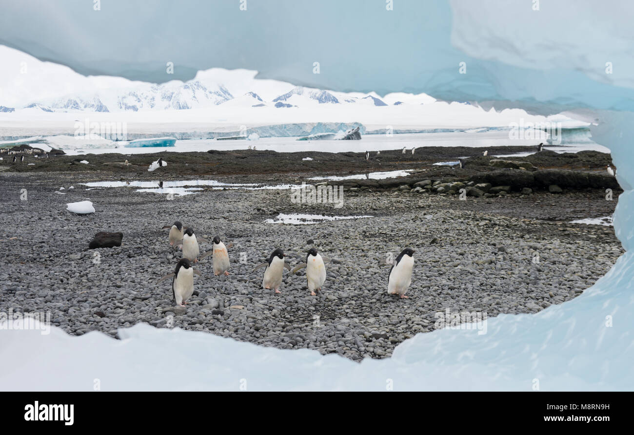 Un gruppo di pinguini Adelie a piedi lungo la costa rocciosa a Brown Bluff, Antartide. Foto Stock